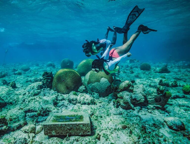 Top Coral Reef Experiences in America: Ultimate Editorial & Ecological Guide